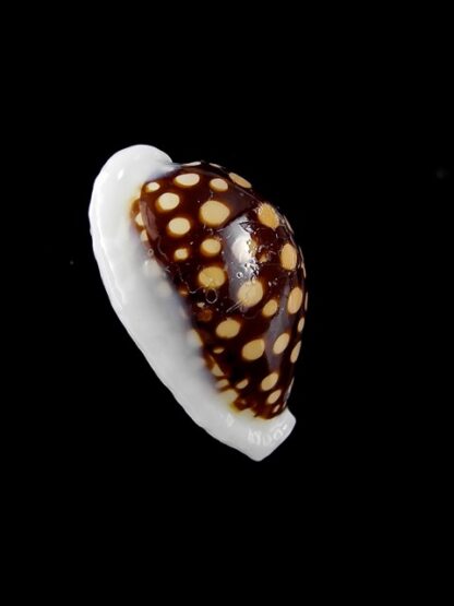 Cypraea exmouthensis magnifica. 32,2 mm F++-3505