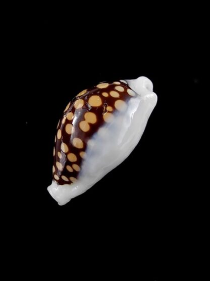 Cypraea exmouthensis magnifica. 32,2 mm F++-3503