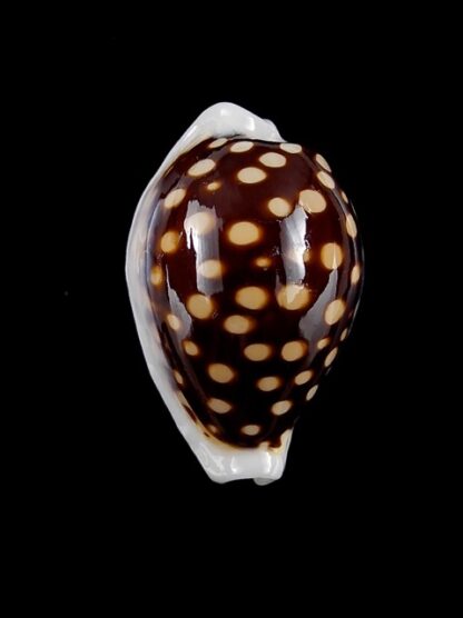 Cypraea exmouthensis magnifica. 32,6 mm F+++/Gem-3486