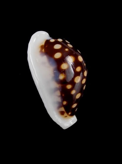 Cypraea exmouthensis magnifica. 32,6 mm F+++/Gem-3488
