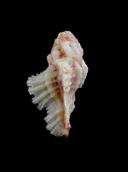 pterynotus bouteti 27,9 mm-0
