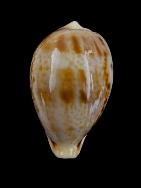 Cypraea hungerfordi coucomi 29,8 mm F+++/ Gem-0