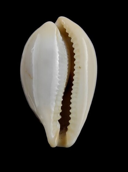 Cypraea hungerfordi coucomi 29,8 mm F+++/ Gem-3570