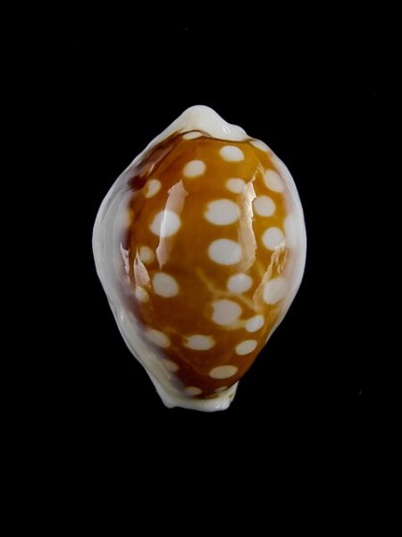 Cypraea exmouthensis abrolhensis " FREAK " 21,7 mm Gem-0