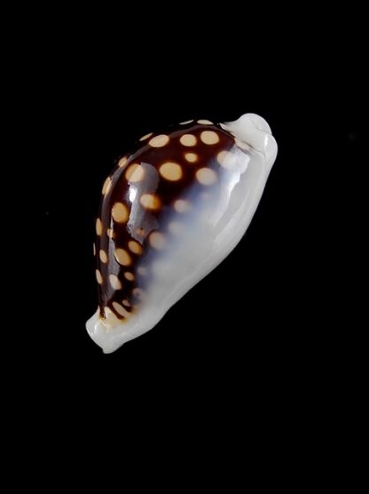 Cypraea exmouthensis magnifica. 32,6 mm F+++/Gem-3484