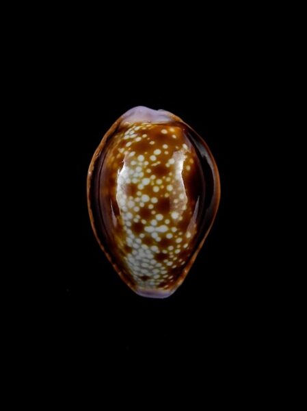 Cypraea helvola argella 22,5 mm Gem-0