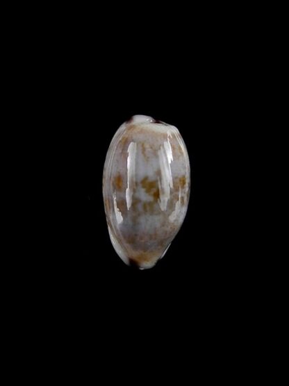 Cypraea fimbriata durbanensis 14,3 mm Gem-0
