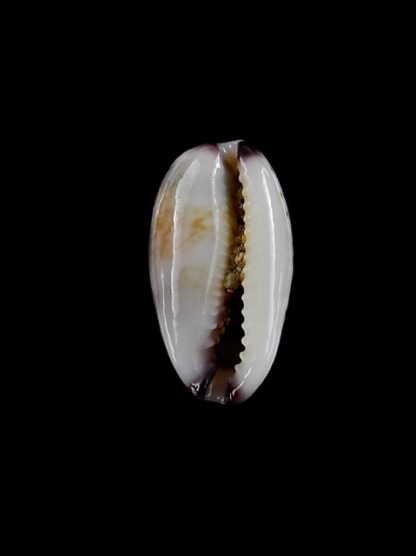 Cypraea fimbriata durbanensis 14,3 mm Gem-3173