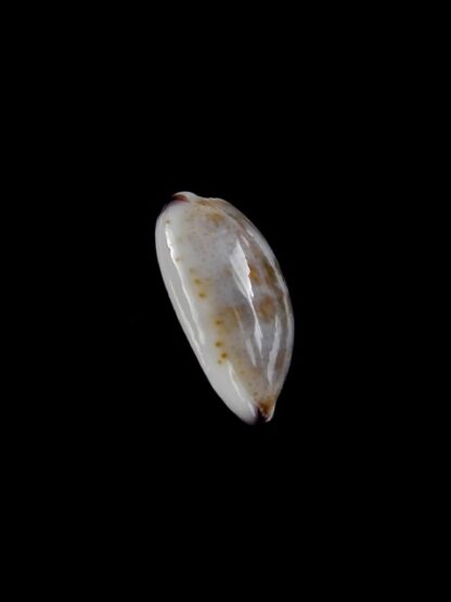 Cypraea fimbriata durbanensis 14,3 mm Gem-3174
