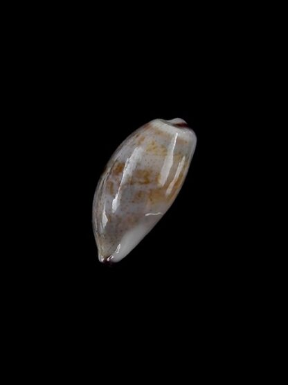 Cypraea fimbriata durbanensis 14,3 mm Gem-3175