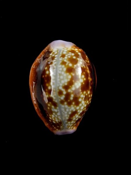 Cypraea helvola argella 21,7 mm Gem-0