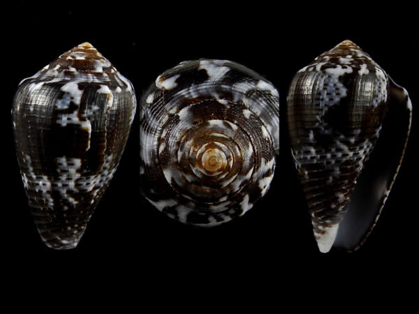Conus catus f. fuscoolivaceus 29,2 mm Gem-0