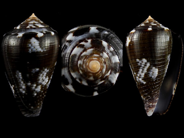 Conus catus f. fuscoolivaceus 31,3 mm Gem-0