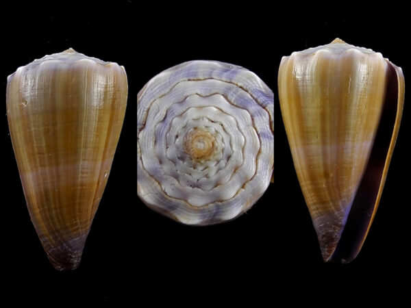 Conus conco 44,2 mm Gem-0