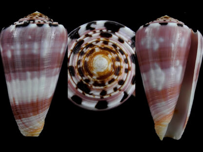 Conus gauguini 58,5 mm Gem-3796