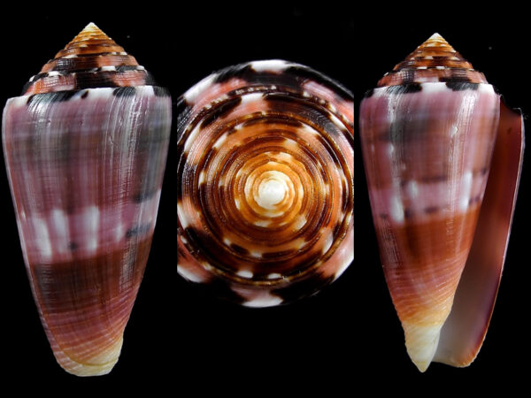 Conus gauguini 63 mm Gem-0