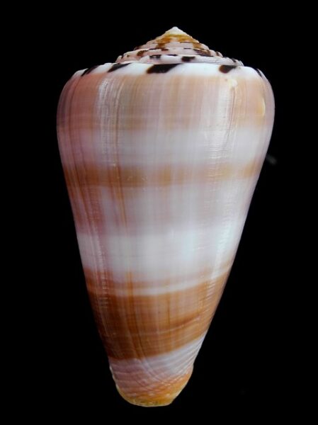 Conus gauguini 75,1 mm Gem-0