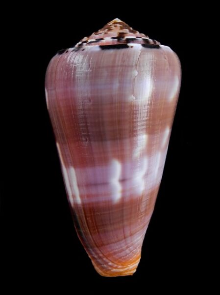 Conus gauguini 77,8 mm Gem-0