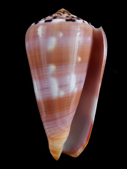 Conus gauguini 77,8 mm Gem-3823