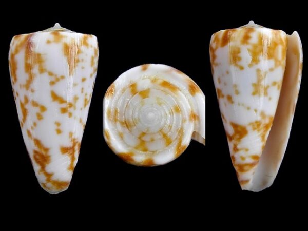 Conus rufimaculosus Gem 33,1 mm-0
