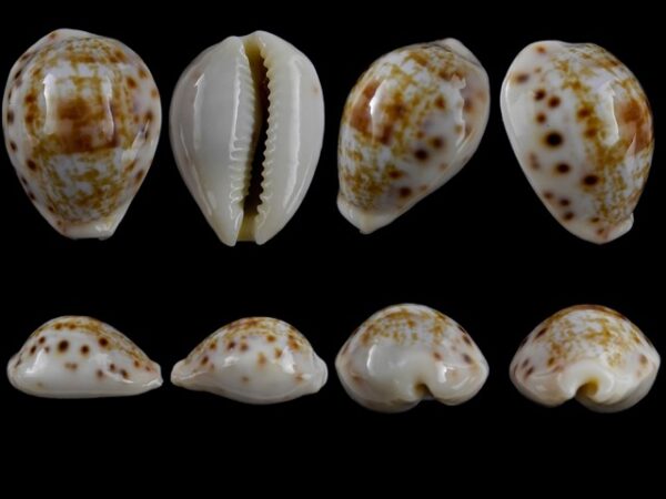 Cypraea rashleighana Gem 20,3 mm-0