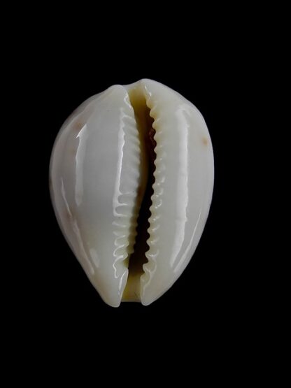 Cypraea rashleighana Gem 20,3 mm-3949