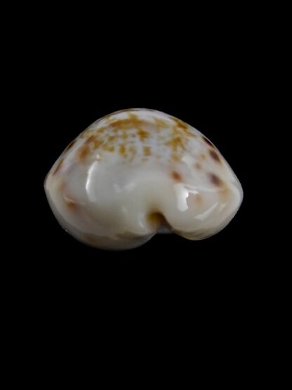 Cypraea rashleighana Gem 20,3 mm-3951