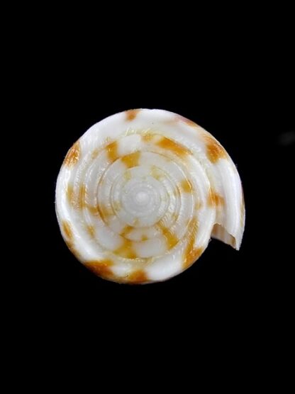 Conus rufimaculosus Gem 33,1 mm-3759