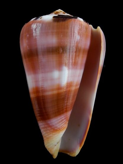 Conus gauguini 75,1 mm Gem-3817