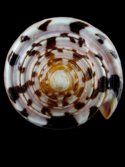 Conus gauguini 75,1 mm Gem-3818