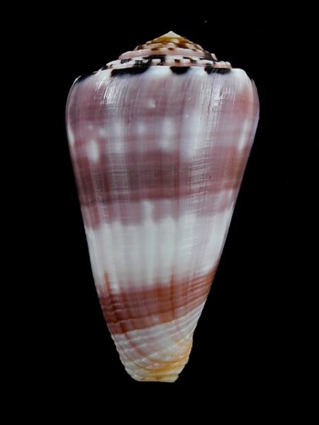 Conus gauguini 58,5 mm Gem-0