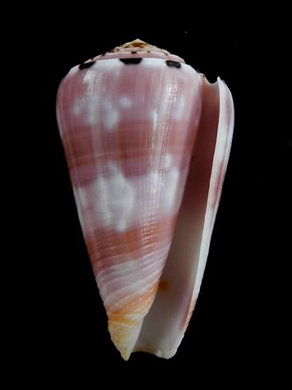 Conus gauguini 58,5 mm Gem-3797