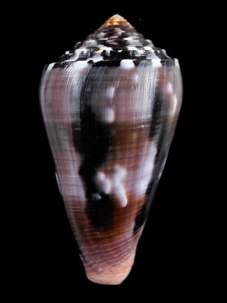 Conus gauguini " Black" 67 mm Gem-0