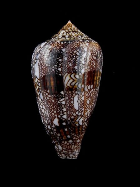 Conus textile f. textilinus. 52,3 mm Gem-0
