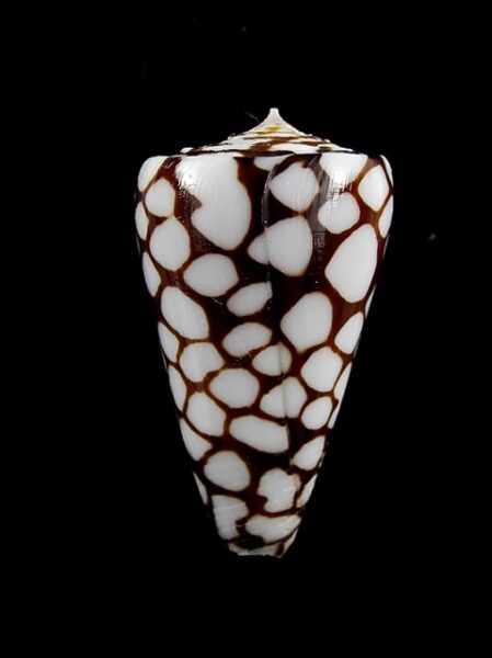 Eugeniconus marchionatus 35,7 mm Gem-0