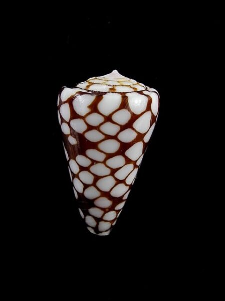 Eugeniconus marchionatus 31,6 mm Gem-0