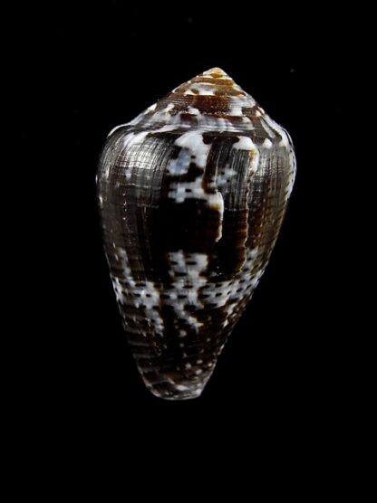Conus catus f. fuscoolivaceus 29,2 mm Gem-3776