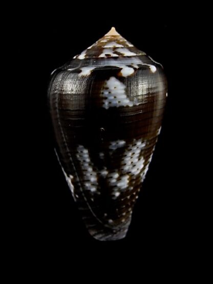 Conus catus f. fuscoolivaceus 31,3 mm Gem-3785