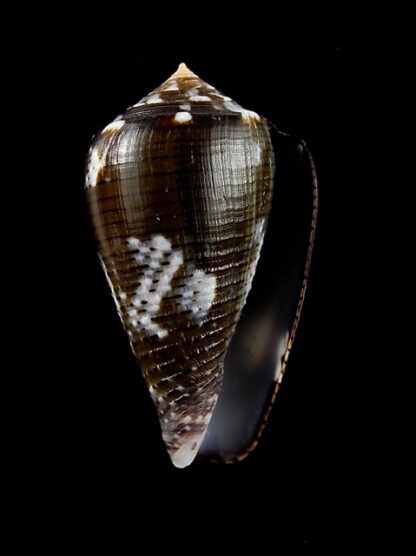 Conus catus f. fuscoolivaceus 31,3 mm Gem-3786