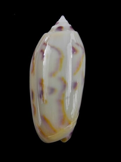 Oliva efasciata thierryi ( miniaceoliva ) Gem 40,2 mm-0