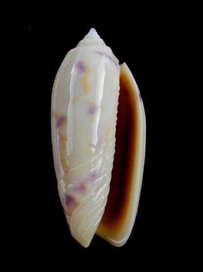 Oliva efasciata thierryi ( miniaceoliva ) Gem 40,2 mm-3862