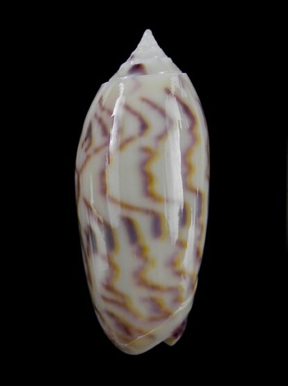 Oliva efasciata thierryi ( miniaceoliva ) Gem 45,6 mm-0