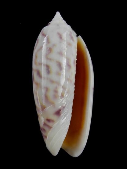 Oliva efasciata thierryi ( miniaceoliva ) Gem 45,6 mm-3874