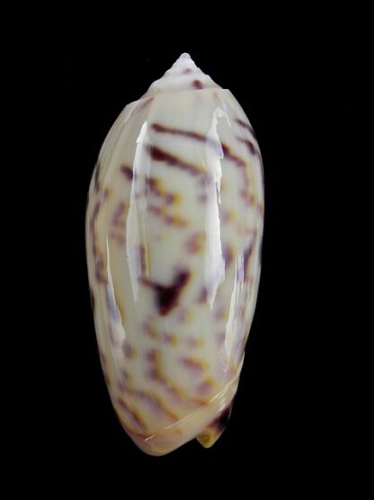 Oliva efasciata thierryi ( miniaceoliva ) Gem 40,5 mm-0