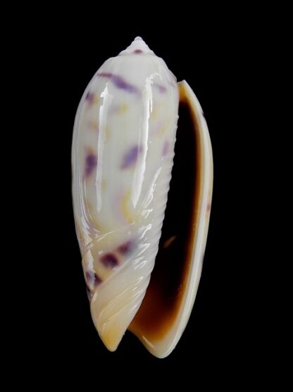 Oliva efasciata thierryi ( miniaceoliva ) Gem 40,5 mm-3871