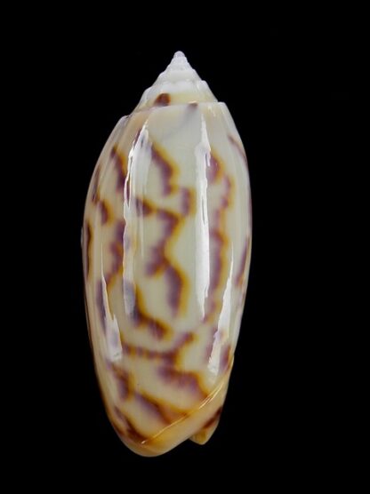 Oliva efasciata thierryi ( miniaceoliva ) Gem 40,4 mm-0