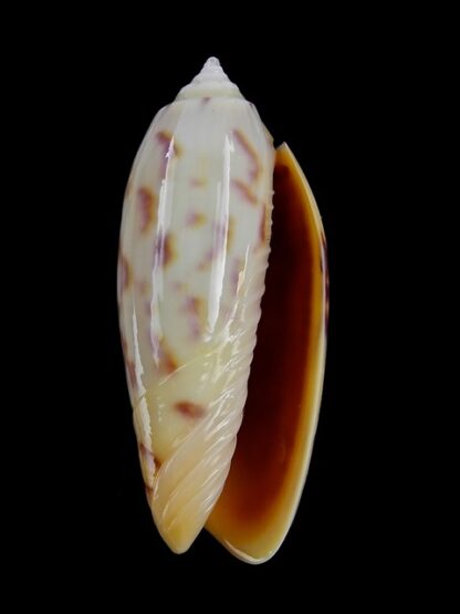 Oliva efasciata thierryi ( miniaceoliva ) Gem 40,4 mm-3866
