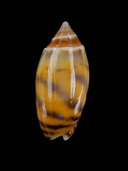 Oliva buelowi buelowi ( annulatoliva ) - Gem 22,7 mm-0