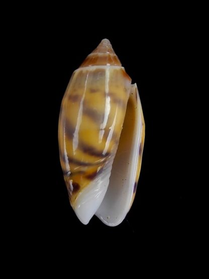 Oliva buelowi buelowi ( annulatoliva ) - Gem 22,7 mm-3877