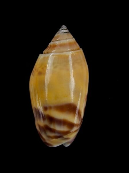 Oliva buelowi buelowi ( annulatoliva ) - Gem 25,1 mm-0